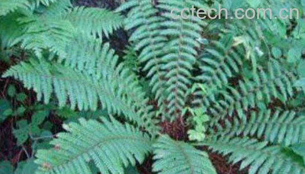 贯众有毒吗 贯众的副作用有哪些-1