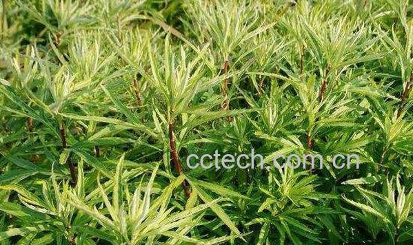 藜蒿的功效与禁忌 藜蒿叶子为什么不能吃-0