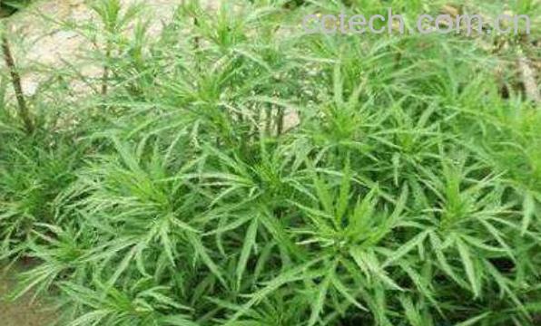 藜蒿的功效与禁忌 藜蒿叶子为什么不能吃-1