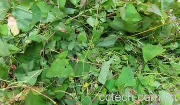 犁头尖和犁头草区别-0