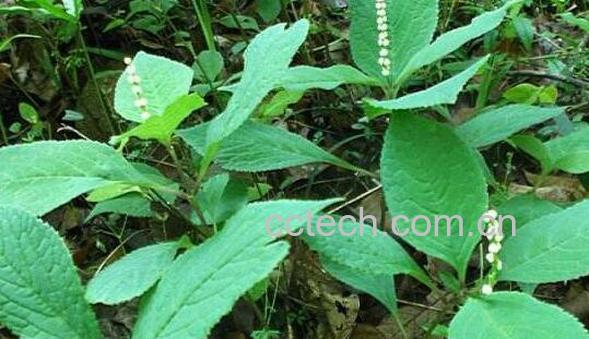 犁头尖和犁头草区别-1