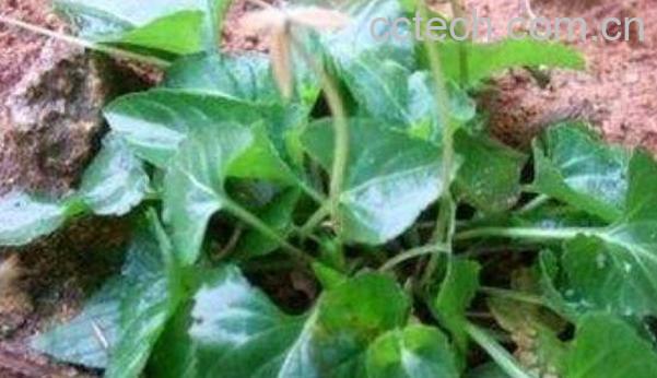 犁头草的功效与作用 犁头草的副作用-0