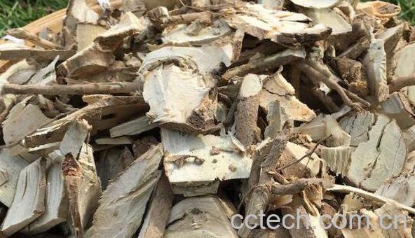 枸骨根的功效与作用及药用价值-0