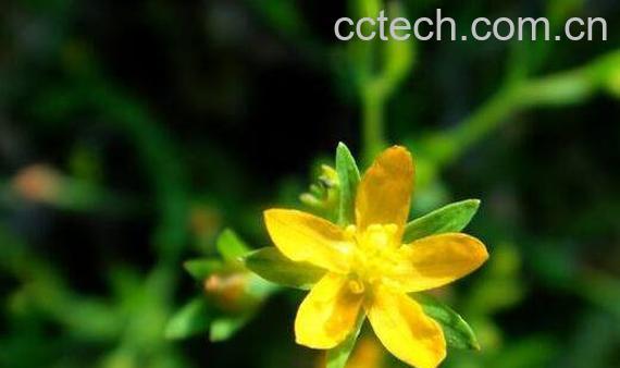 地耳草的功效与作用及药用价值-1