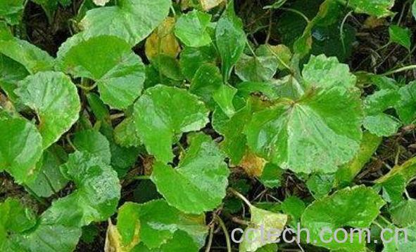 地耳草的功效与作用及药用价值-0