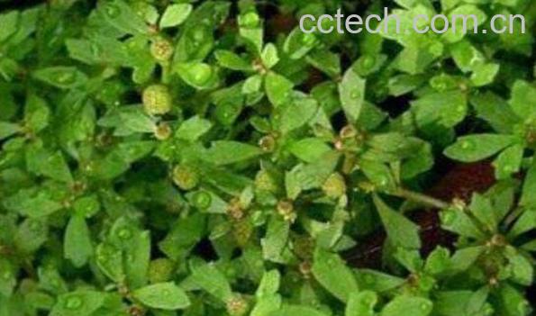 鹅不食草的功效与作用及药用价值-1