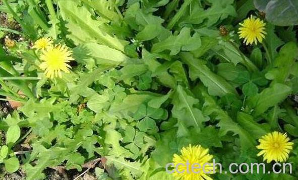 多裂蒲公英的功效与作用 多裂蒲公英的副作用-0