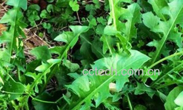 多裂蒲公英的功效与作用 多裂蒲公英的副作用-1