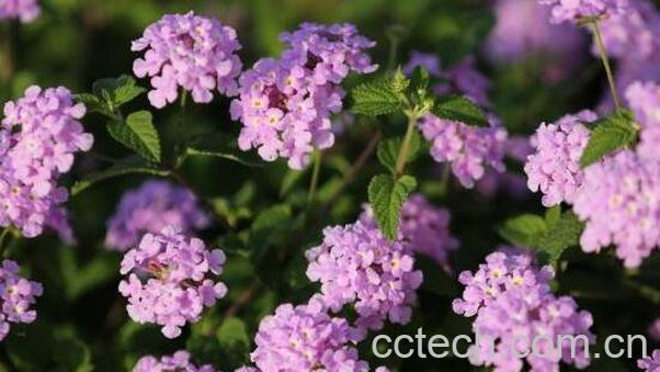 马缨丹的药用价值 马缨丹的副作用-1