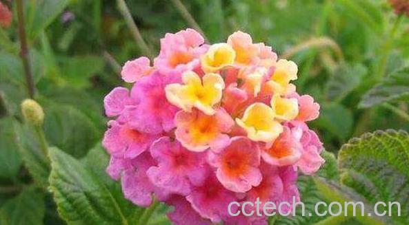 马缨丹的药用价值 马缨丹的副作用-0