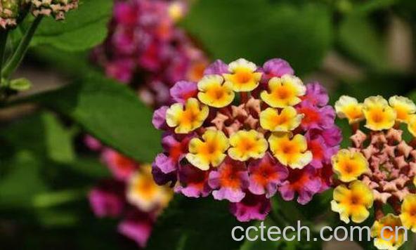 马缨丹可以煮水么 马缨丹煮水副作用-1