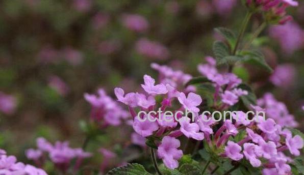 马缨丹可以煮水么 马缨丹煮水副作用-0