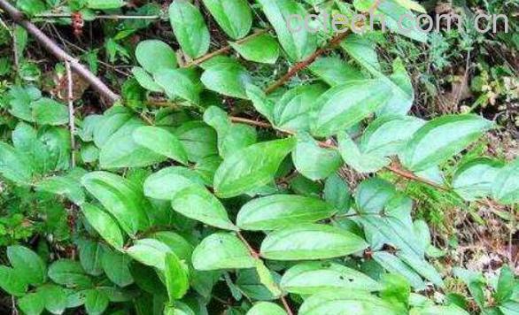 岩马桑的功效与作用 岩马桑的副作用-0