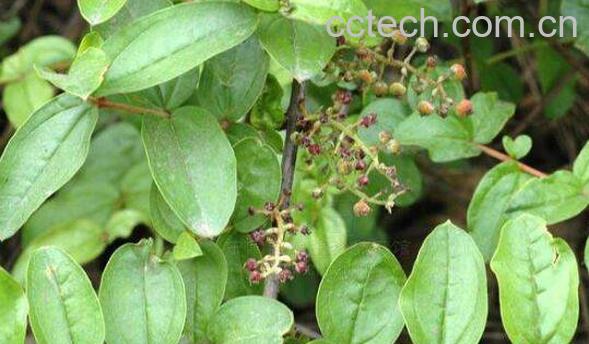 水马桑的功效与作用-0