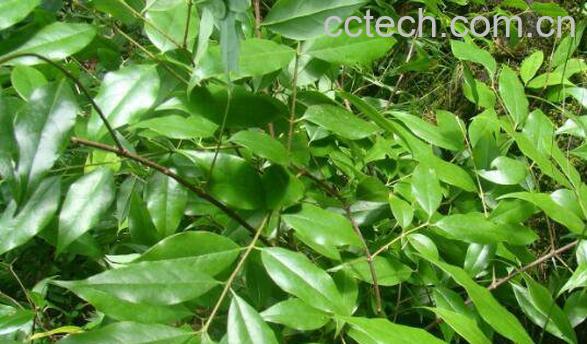 岩马桑的功效与作用 岩马桑的副作用-1