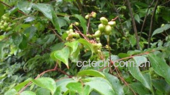 水马桑的功效与作用-1