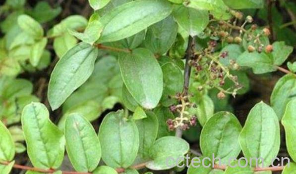 马桑根的药用价值与功效作用-1