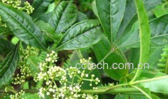 三丫苦的功效与作用-0