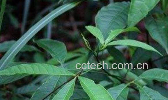 三丫苦的功效与作用-1