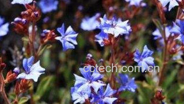 紫金标的功效与作用 紫金标的副作用-0