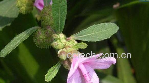 紫金标的功效与作用-1