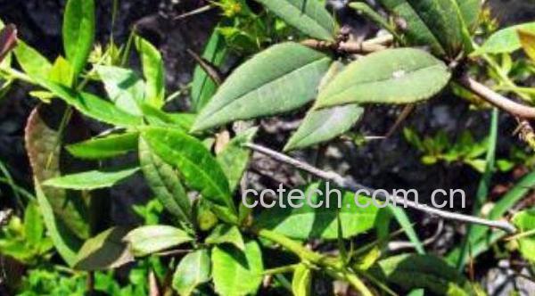 三角刺的功效与作用-0