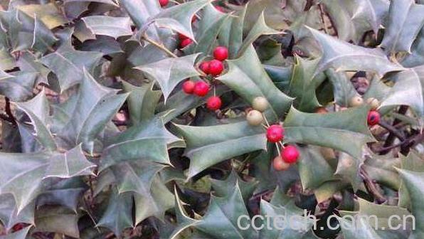 猫儿刺的功效与作用-0