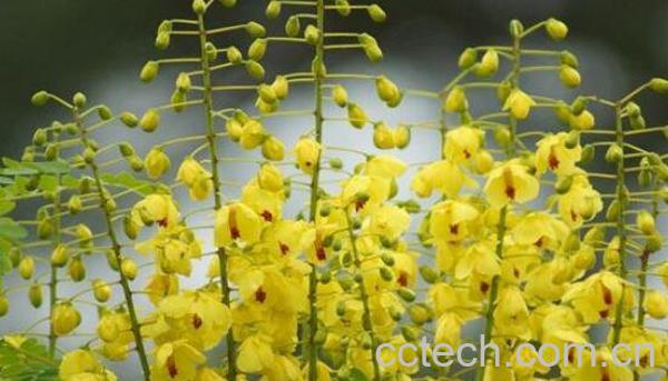 黄牛刺的功效与作用-1