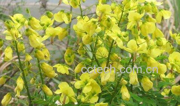 黄牛刺的功效与作用-0