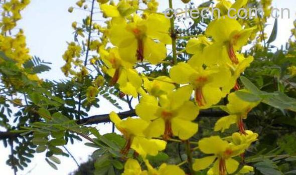 牛网刺的功效与作用-0