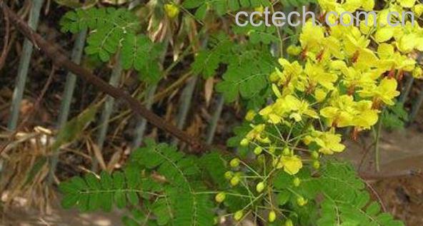 牛网刺的功效与作用-1