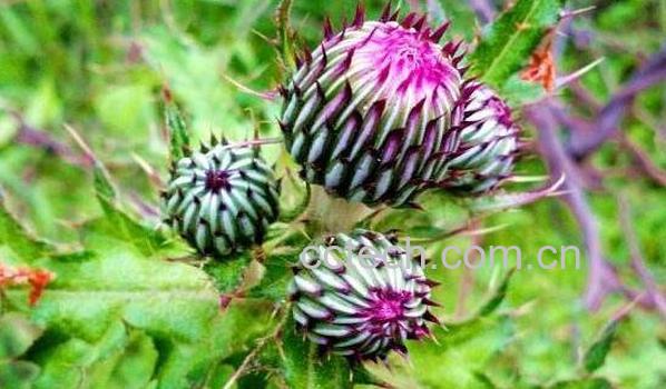 牛口刺的作用与功效-0