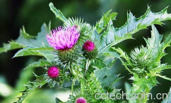 牛口刺的作用与功效-1