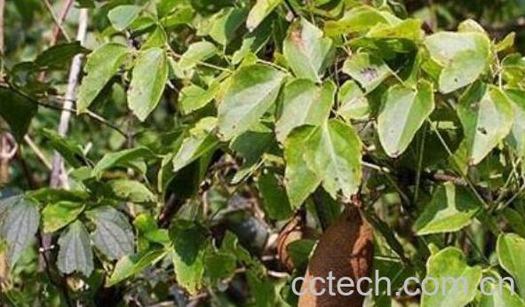 金丝木通的功效与作用 金丝木通的副作用-1