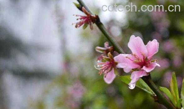 地桃花根的功效与作用及药用价值-1