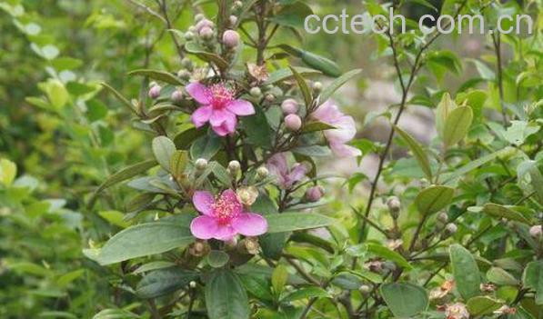 地桃花根的功效与作用及药用价值-0