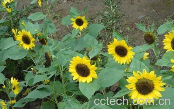 太阳花叶子的功效与作用-1