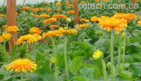 太阳花叶子的功效与作用-0