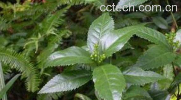 肿节风的功效与作用及药用价值-0