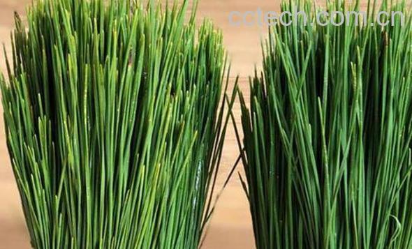 鲜松叶神奇的药用价值 鲜松叶的副作用-0