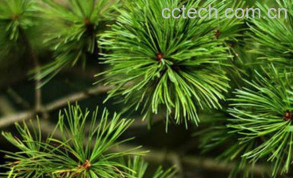鲜松叶神奇的药用价值 鲜松叶的副作用-1