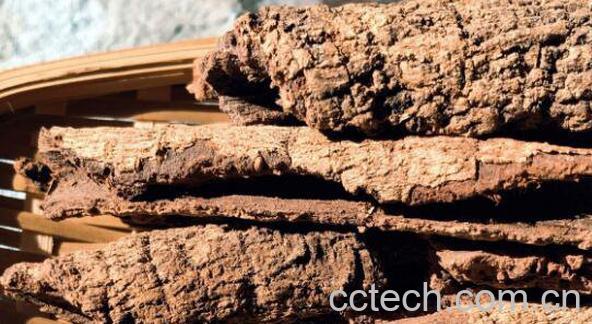 杨梅树皮的功效与作用及药用价值-0