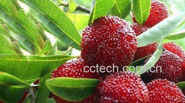 杨梅树皮的功效与作用及药用价值-1