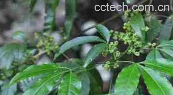 三叉苦的功效与作用-0