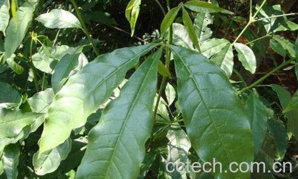 三叉苦的功效与作用-1