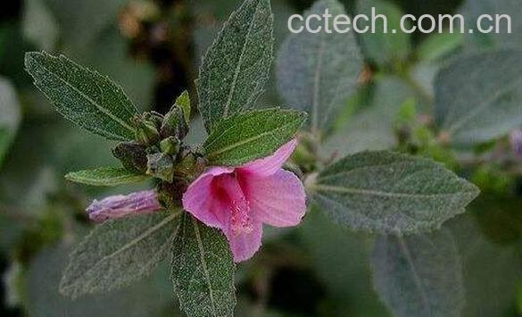 梵天花根的功效和作用 梵天花根的副作用-0