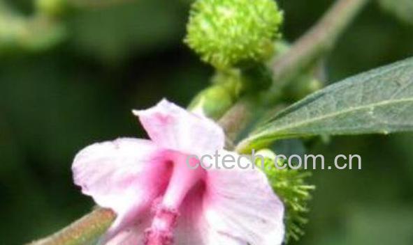 梵天花根的功效和作用 梵天花根的副作用-1