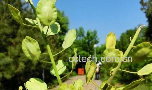 菥q的功效与作用-0