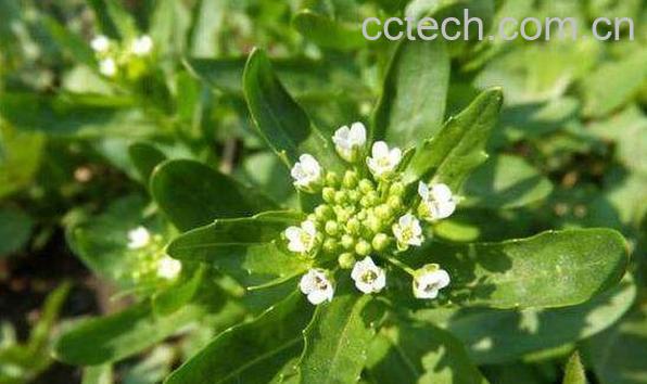 菥q的功效与作用-1