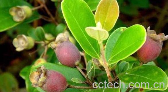 桃金娘根的功效与作用-0